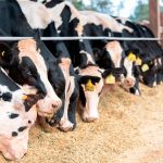 Saúde Animal – Medicina Veterinária leva tecnologia e boas práticas a pequenas propriedades leiteiras do Alto Vale